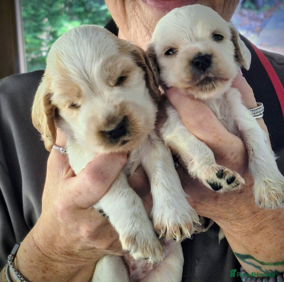 Cocker Spaniel dogs for sale: orange roan cocker spanial - Image 4