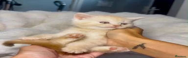 Cream boy
