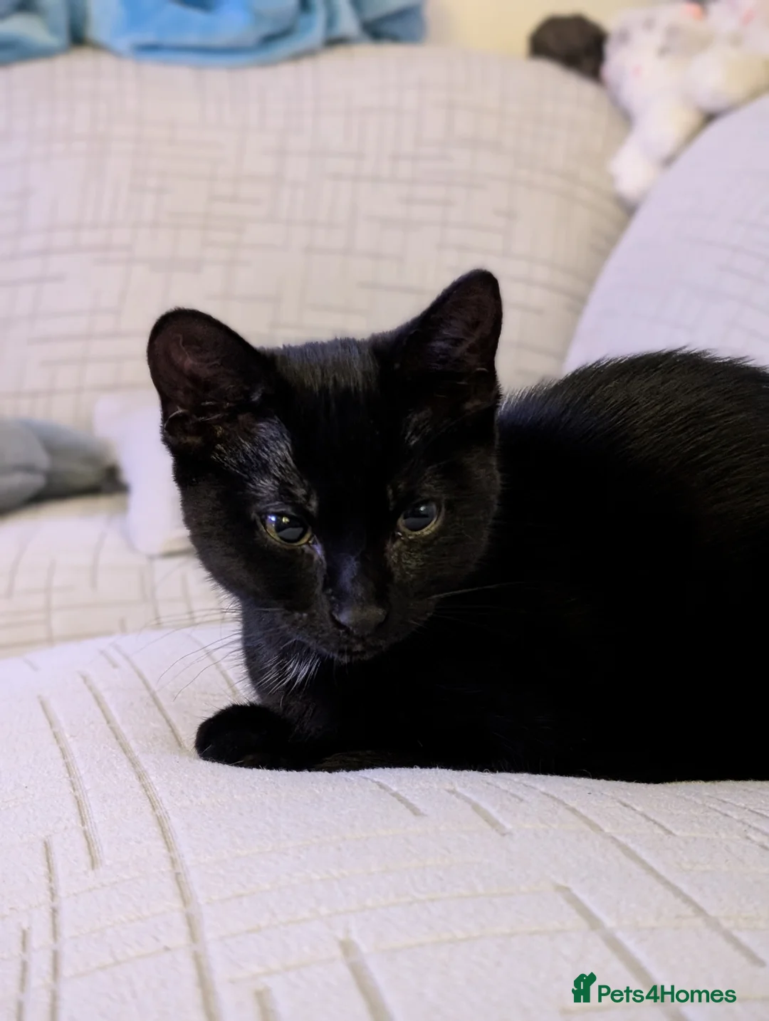 Mixed Breed cats for sale: Beautiful black little girl  - Advert 2