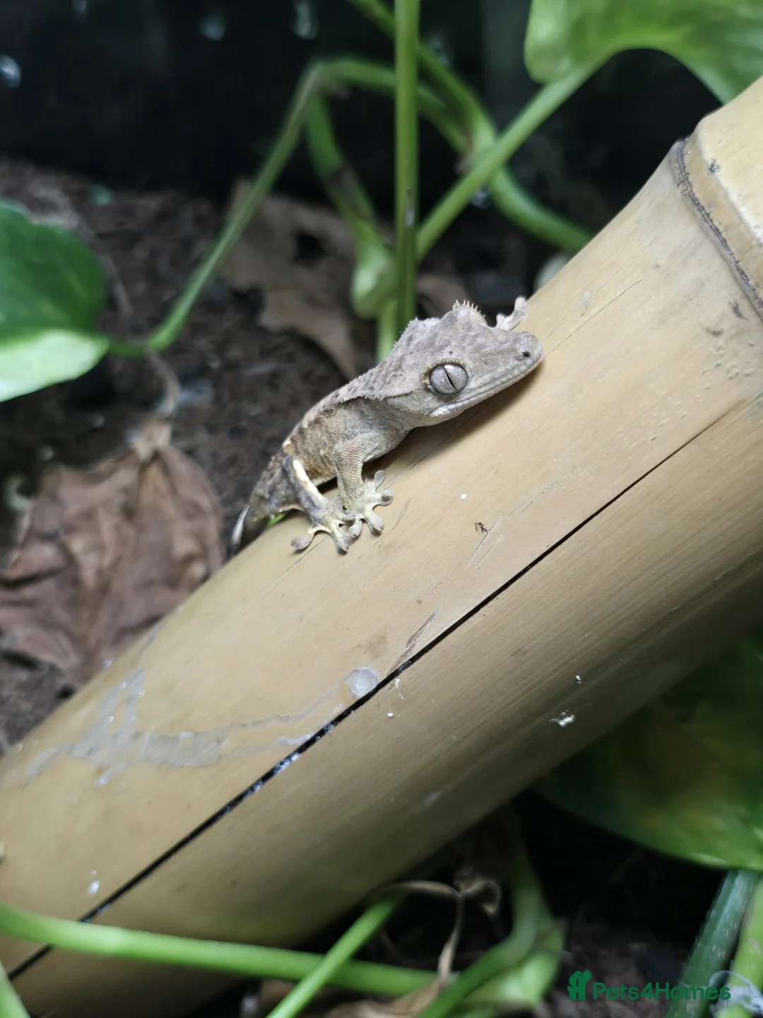 Gecko reptiles for sale: Crested baby gecko - Advert 8