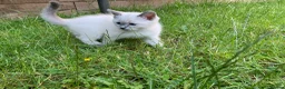 Mixed Breed cats for sale: Female Ragdoll kitten  - Advert 6