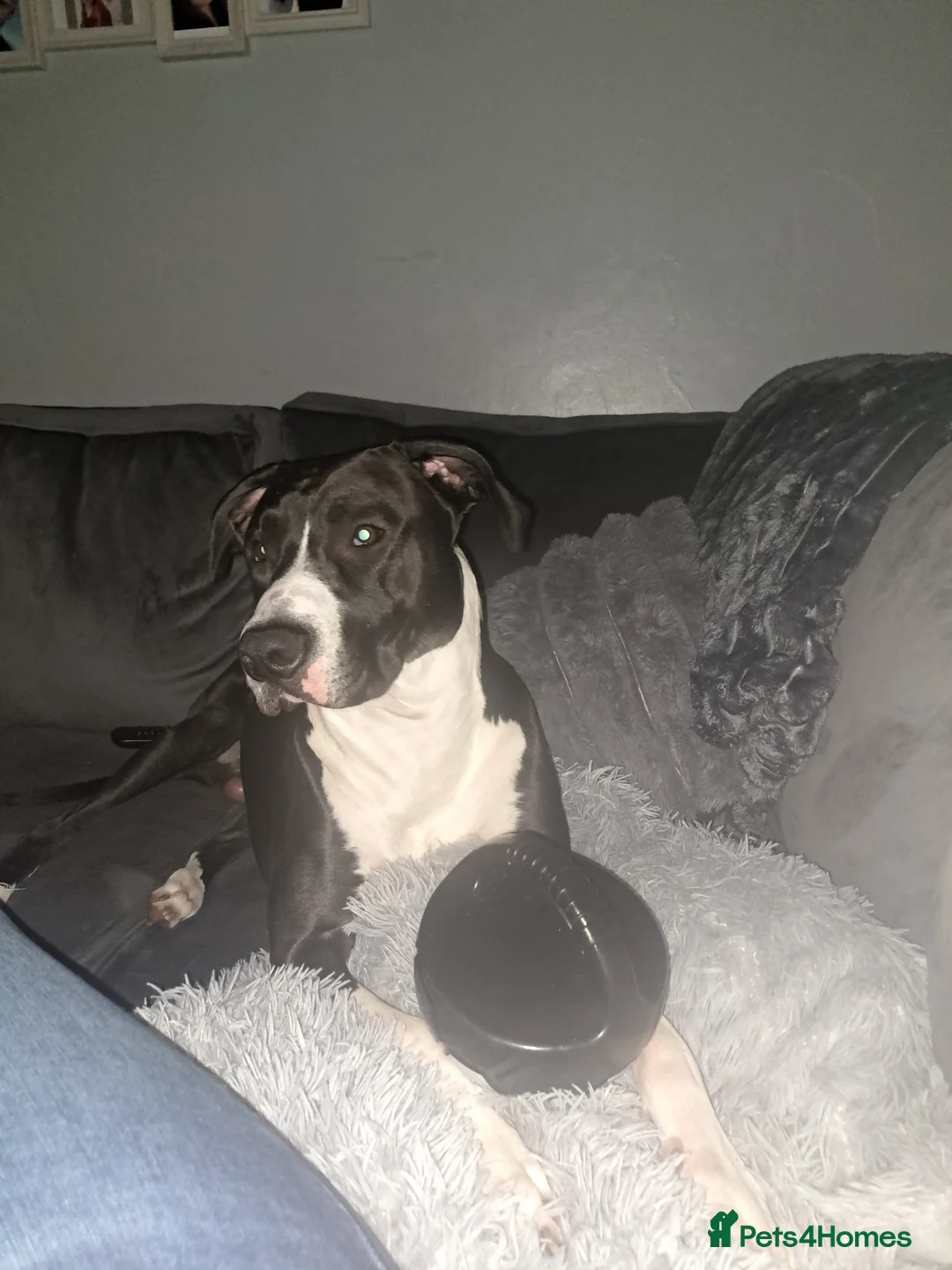 Lurcher dogs for stud: Lurcher for stud - Advert 5