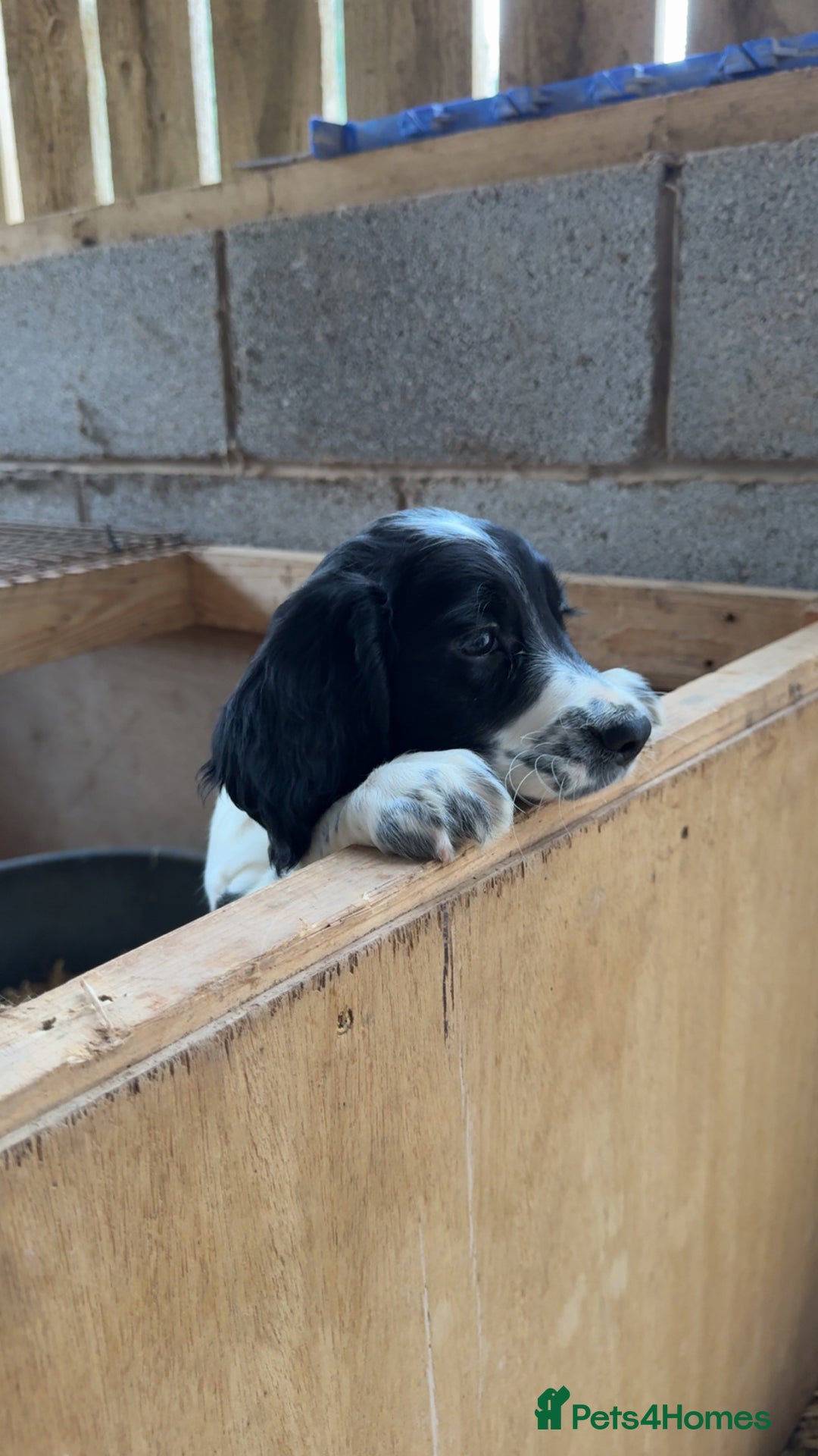 Sprocker dogs for sale: 2 sprockers available  - Advert 16