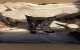 Bengal cats for sale: Cute and fluffy half Bengal kittens  - Image 40