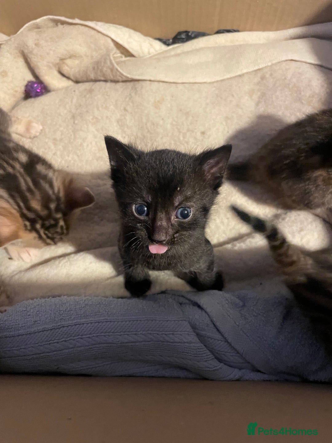 Bengal cats for sale: Cute and fluffy half Bengal kittens  - Image 40