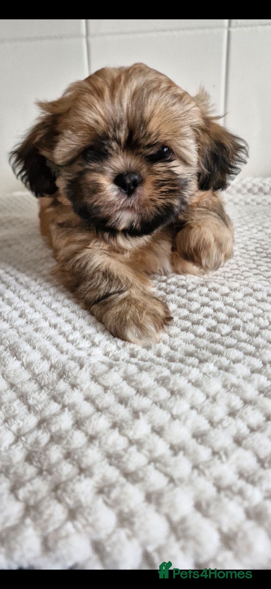 Shih Tzu dogs Shih-tzu puppy little boy left  - Advert 6
