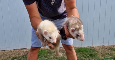 Ferret rodents - Advert 7