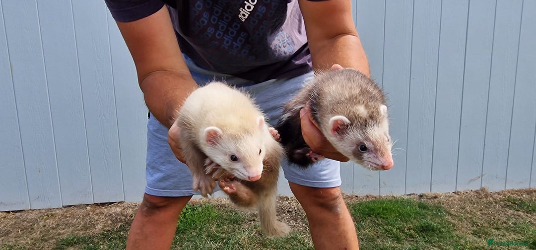Ferret rodents for sale: Ferrets ready to go - Image 2