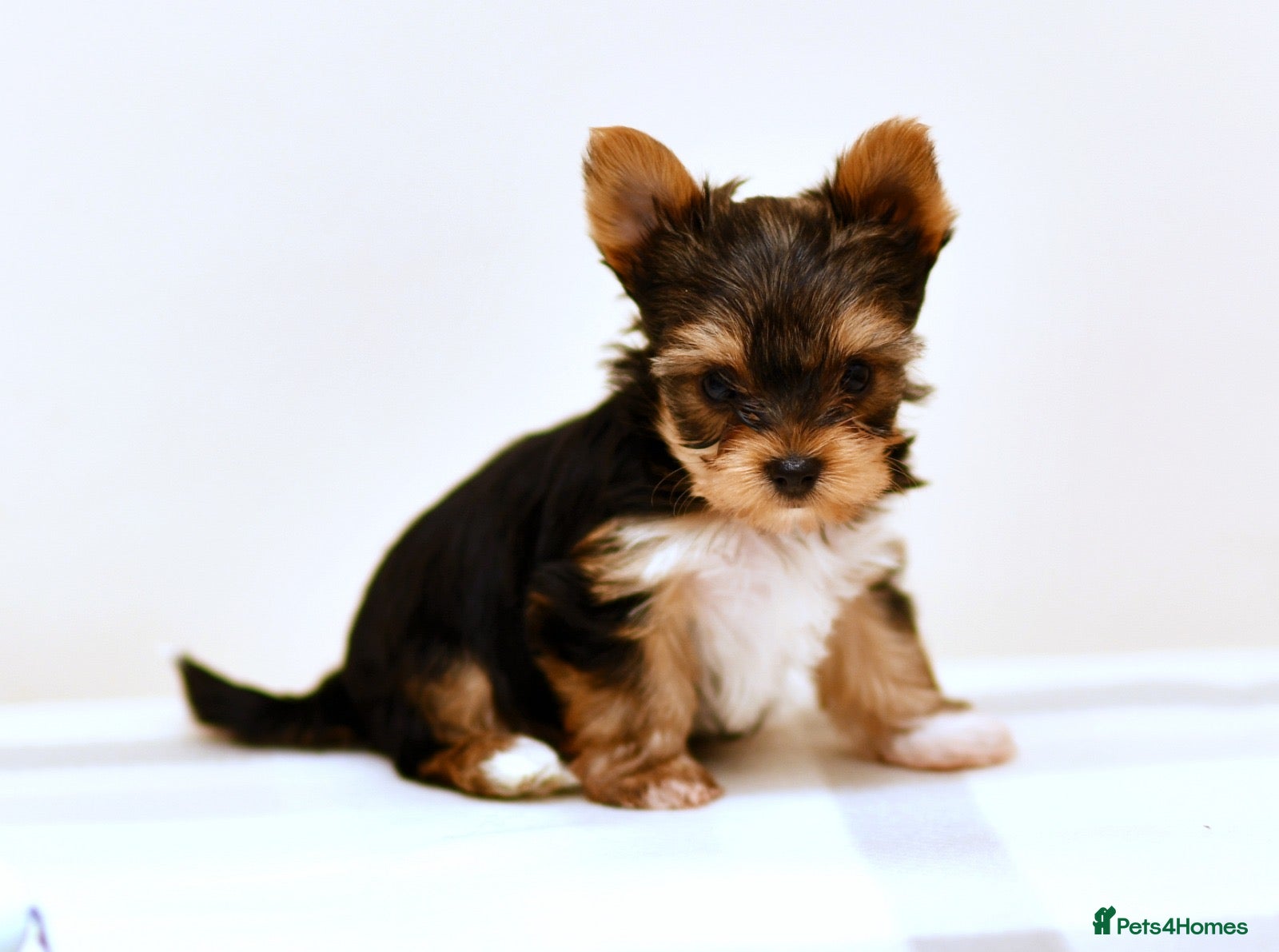 Yorkshire Terrier dogs CUTE YORKIES MERLES BLUE EYES - Advert 2