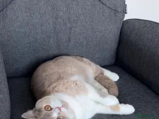 British Shorthair cats Sweet, playful Nala - Advert 1