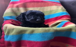 Cockapoo dogs for sale: Extensively health tested Cockapoo puppy’s  - Image 14