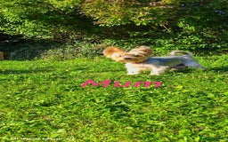 Yorkshire Terrier dogs for sale: 2 Beautiful Yorkshire Terrier Puppy Boys.  - Image 2