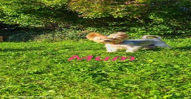 Yorkshire Terrier dogs - Advert 15