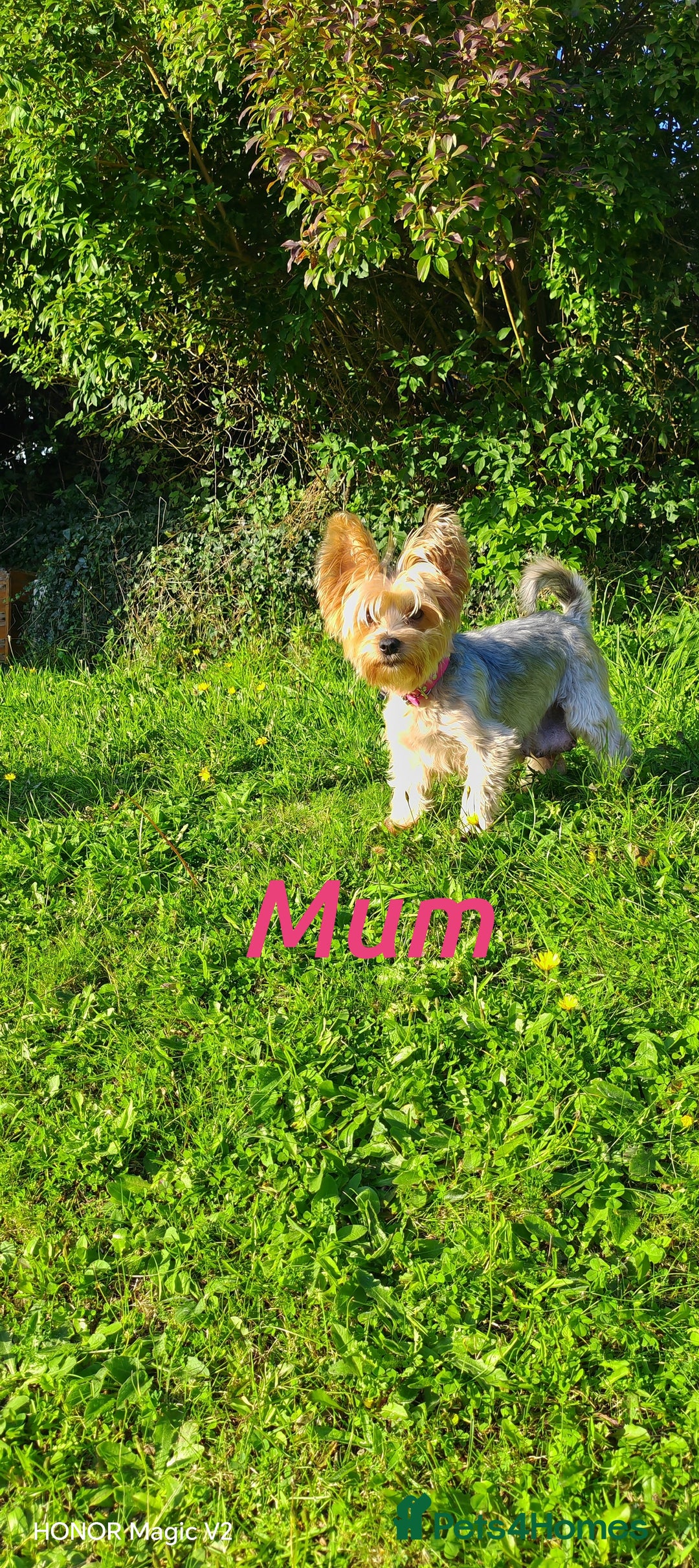 Yorkshire Terrier dogs for sale: 2 Beautiful Yorkshire Terrier Puppy Boys.  - Image 2