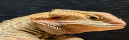 Bearded Dragon reptiles for sale: Orange bearded dragon and new vivarium  in Burton-on-Trent - Advert 3