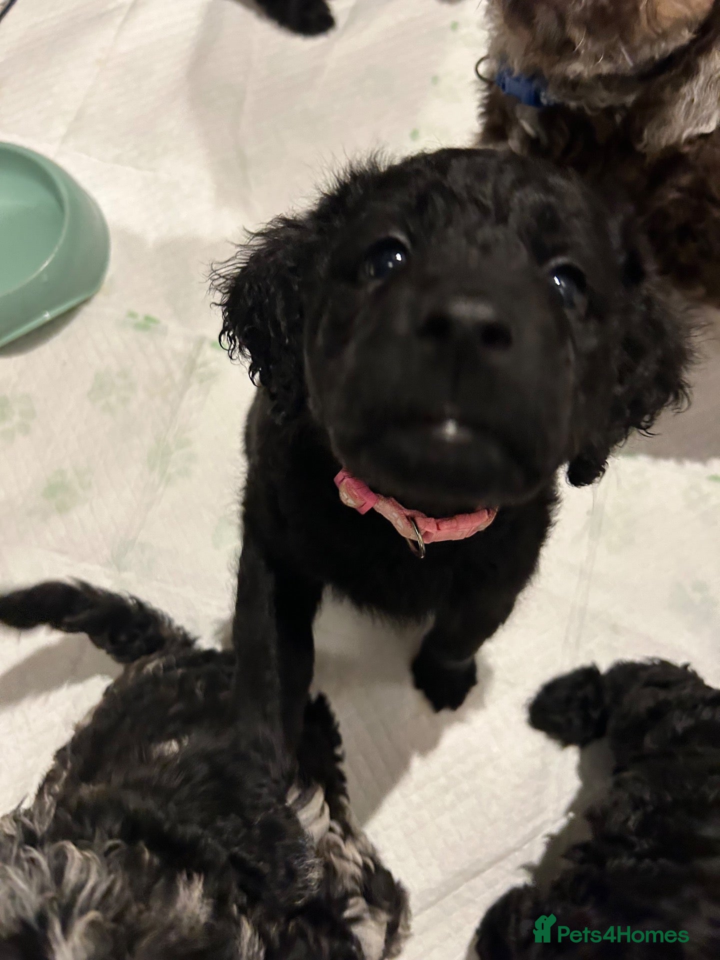 Labradoodle dogs Labradoodle puppies LAST 1 remaining! - Advert 15