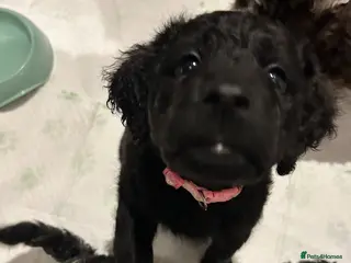 Labradoodle dogs Labradoodle puppies LAST 1 remaining! - Advert 15