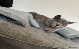 British Shorthair cats for sale:  British shorthairs  - Image 3
