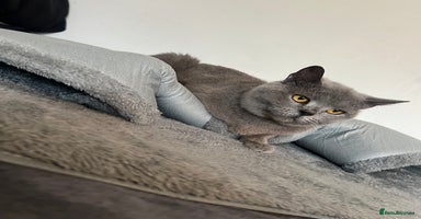 British Shorthair cats - Advert 2