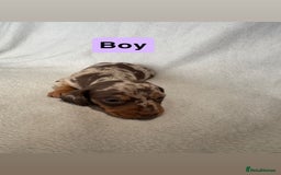 Miniature Dachshund dogs for sale: 5 beutiful miniatures daschunds  - Image 5