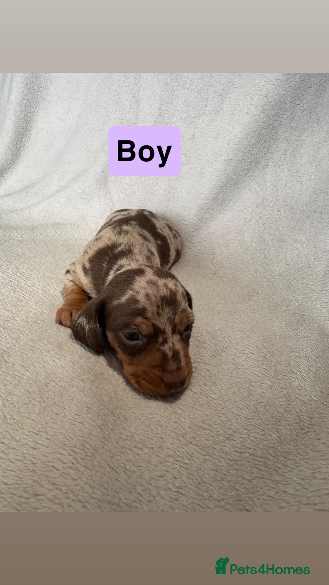 Miniature Dachshund dogs for sale: 5 beutiful miniatures daschunds  - Image 5