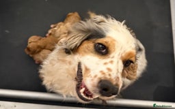 Cockapoo dogs for sale: F1 Cockapoo’s **fully health tested parents** - Image 16