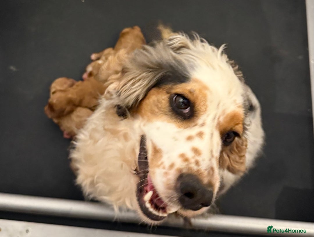 Cockapoo dogs for sale: F1 Cockapoo’s **fully health tested parents** - Image 16
