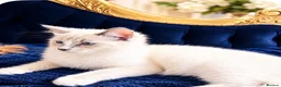 Ragdoll cats for sale: ❤️ Very special homes needed GCCF RAGDOLLS  - Advert 20