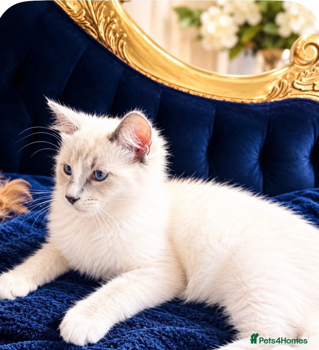 Ragdoll cats for sale: ❤️ Very special homes needed GCCF RAGDOLLS  - Advert 20