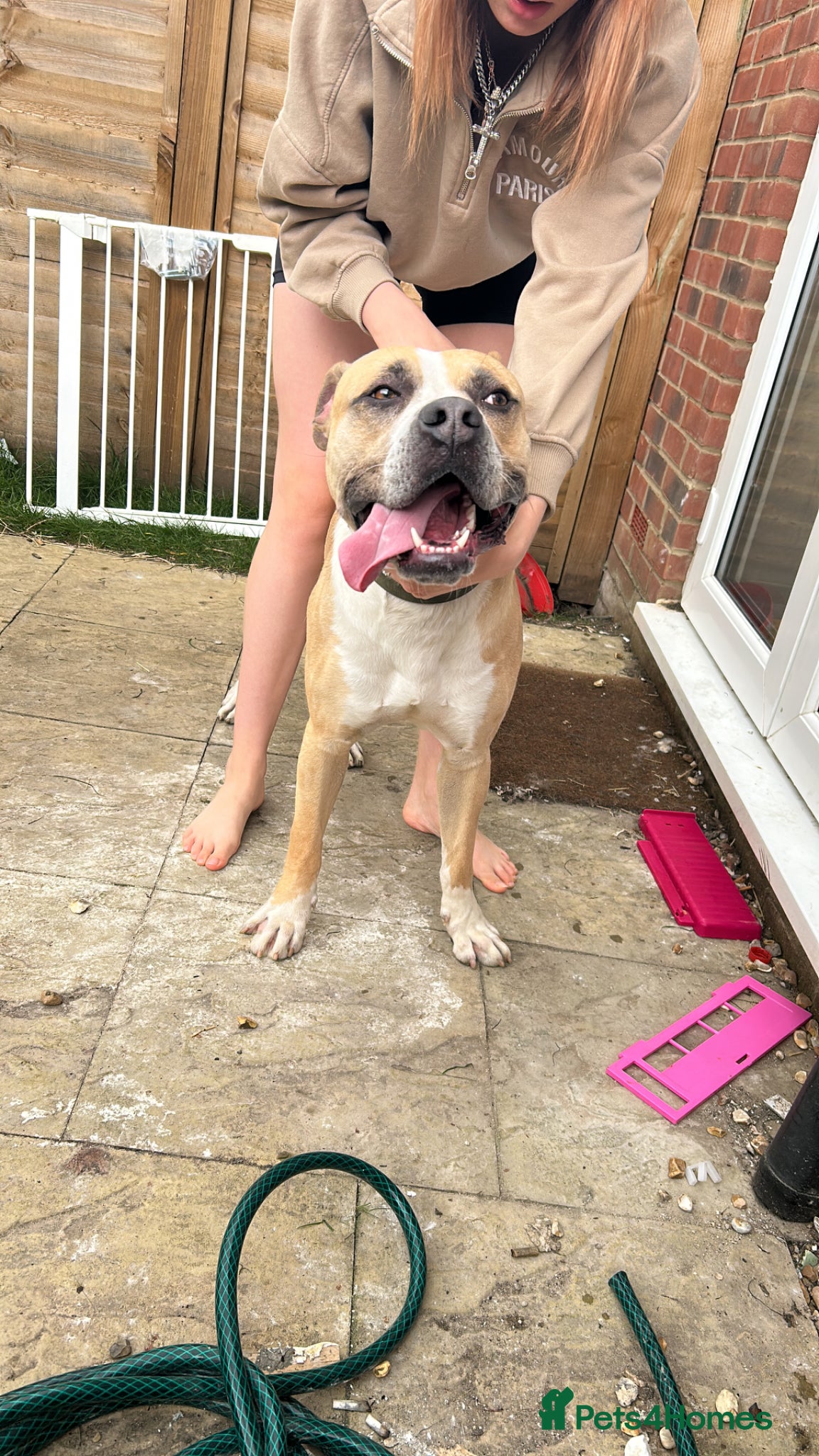 American Bulldog dogs Loki (American bulldog boy) - Advert 6