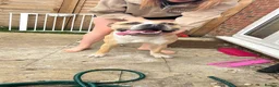 American Bulldog dogs for sale: Loki (American bulldog boy) in Basingstoke - Advert 1