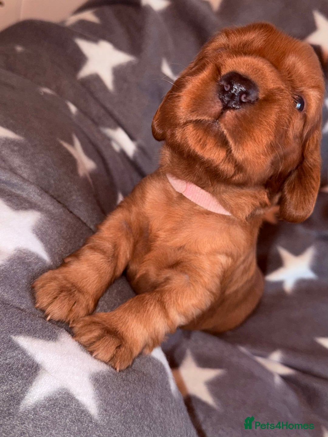 Cocker Spaniel dogs for sale: Chunky Show Cocker Spaniel Puppies 🤩🥰 - Advert 12