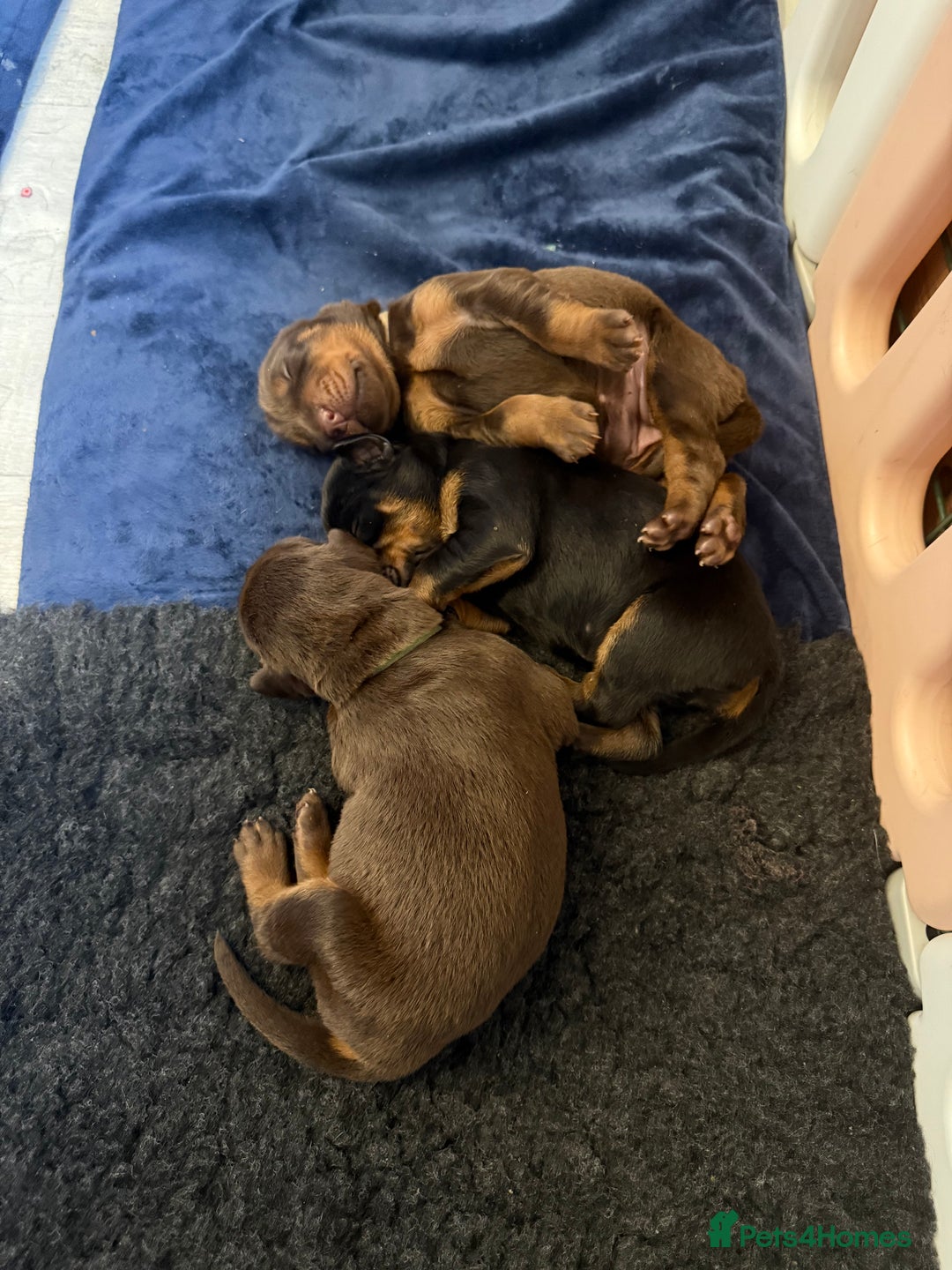 Dobermann dogs for sale: OUSTANDING DOBERMAN PUPS - READY MID FEB - Advert 14