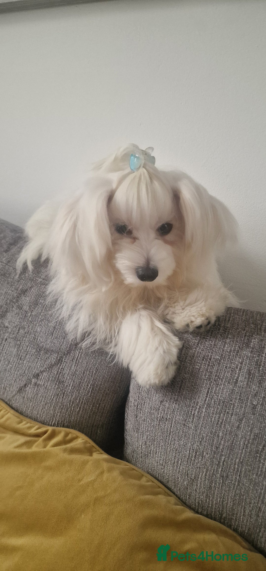 Maltese dogs for sale: Beautiful Maltese  - Advert 2