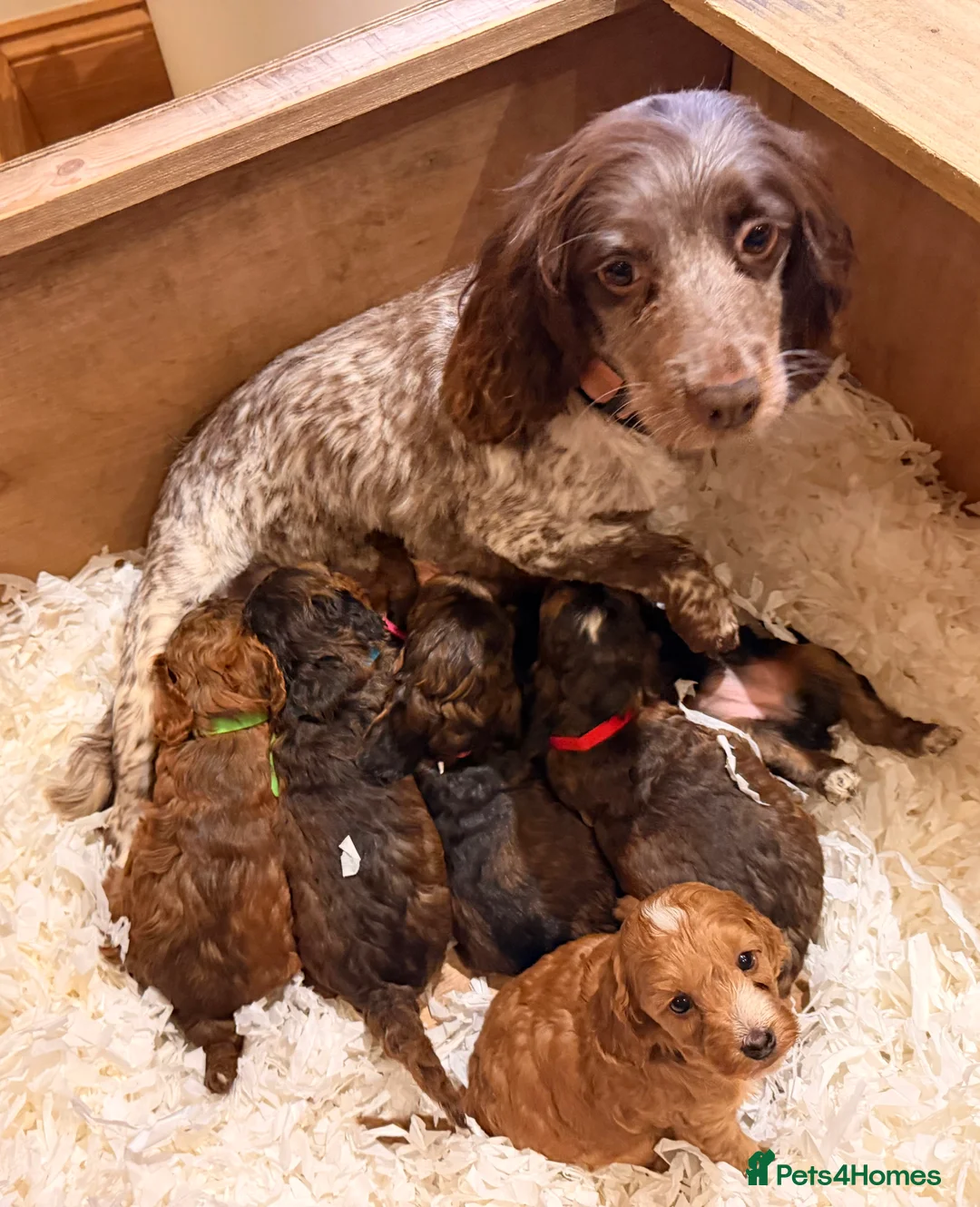 Cockapoo dogs for sale: 6 beautiful Cockerpoo  - Advert 15