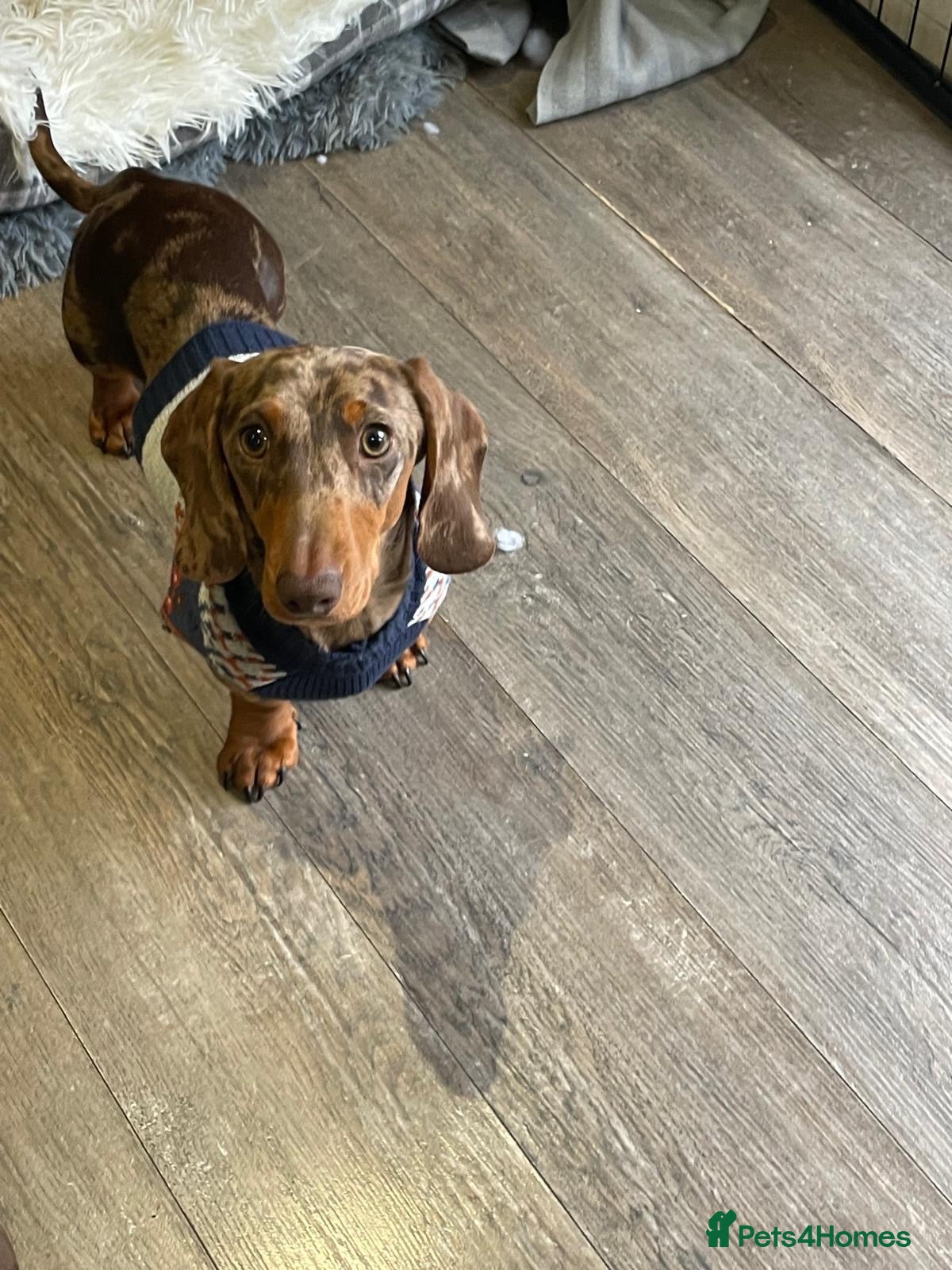 Miniature Dachshund dogs for stud: Kc reg miniature Chocolate dapple stud - Advert 12
