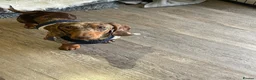 Miniature Dachshund dogs for stud: Kc reg miniature Chocolate dapple stud - Advert 1