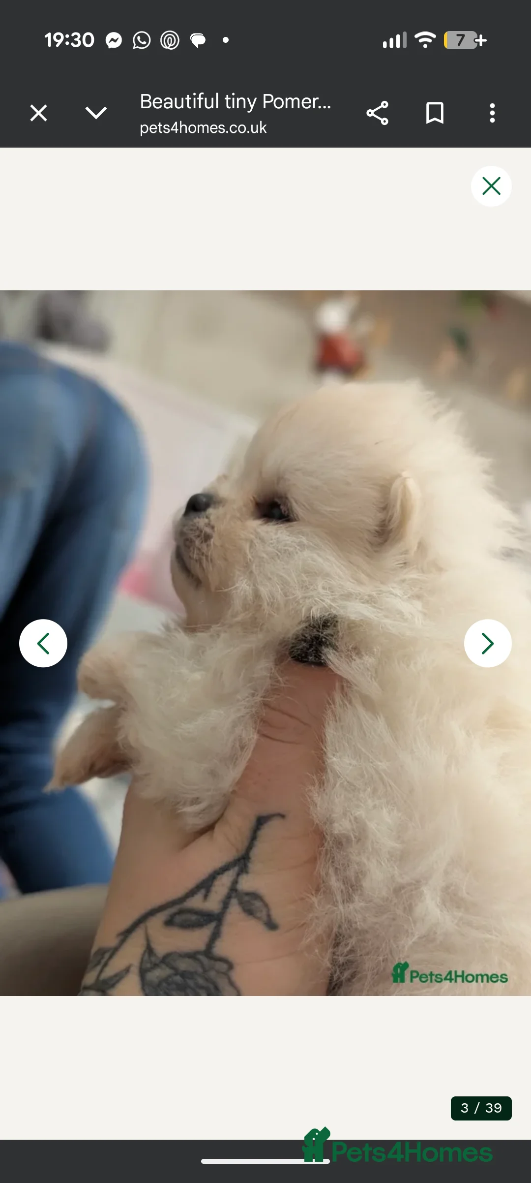 Pomeranian dogs for sale: Last little girl pomeranian puppy  - Advert 4