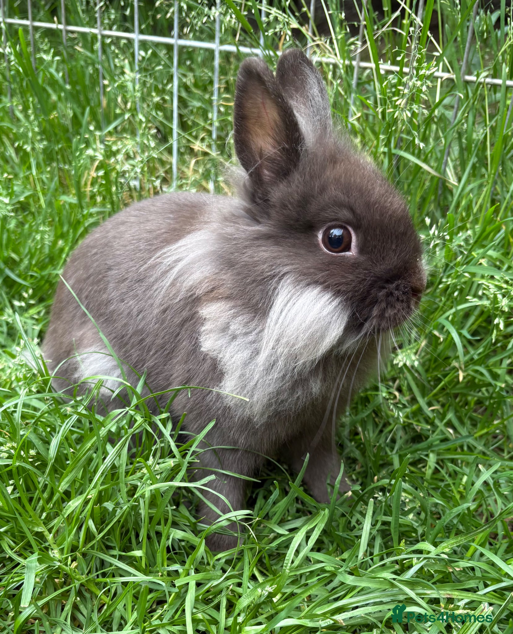 Angora rabbits Teddy Dwerg girl  - Advert 4