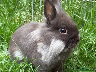 Angora rabbits Teddy Dwerg girl - Advert 17