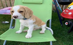 Beagle dogs for sale: Adorable Beagle Puppy - Image 2
