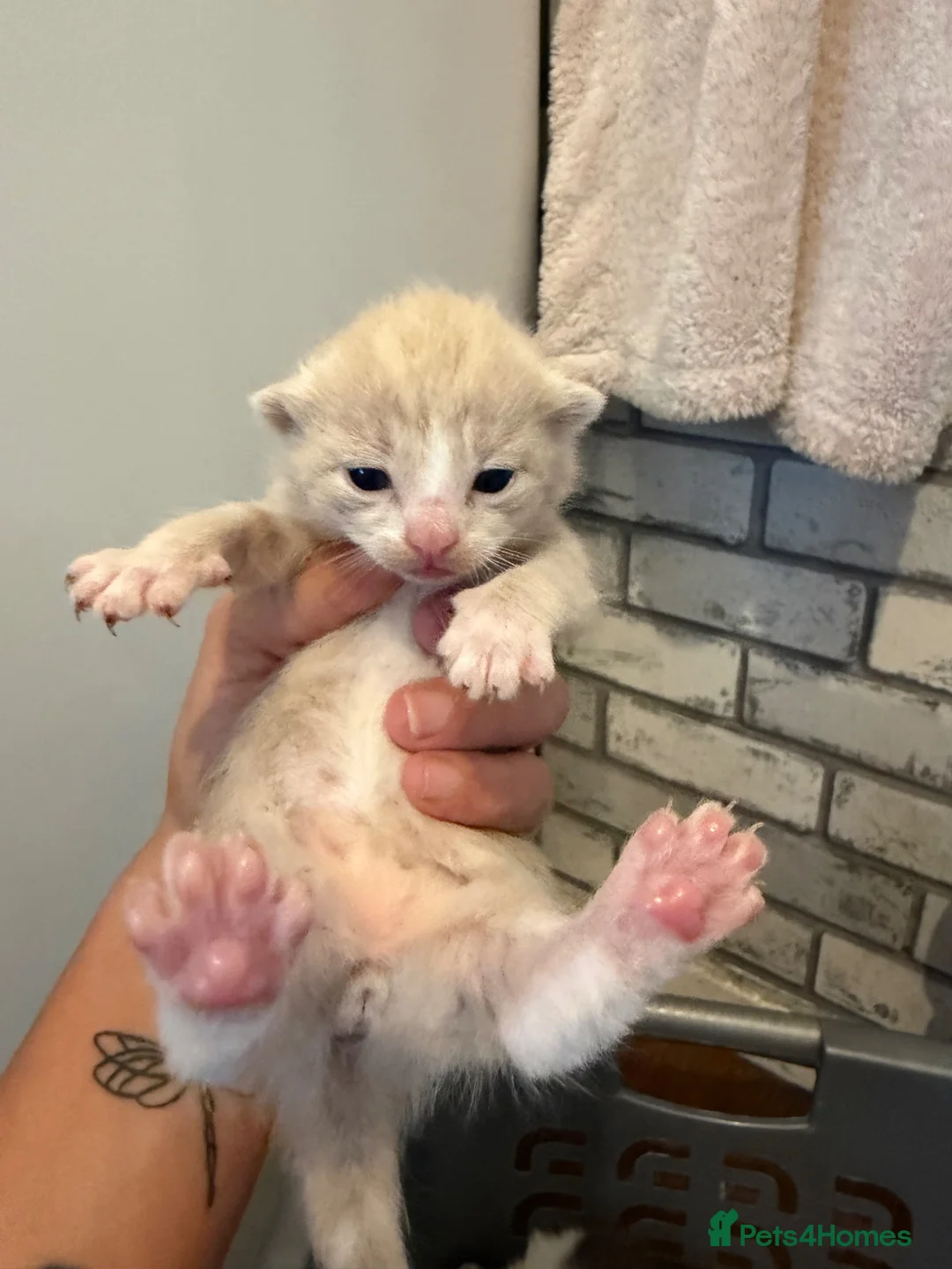 Mixed Breed cats for sale: Mixed calico kittens for sale  in Lancaster - Advert 2