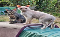 Siamese cats for sale: Siamese X Sphynx kittens - Image 38