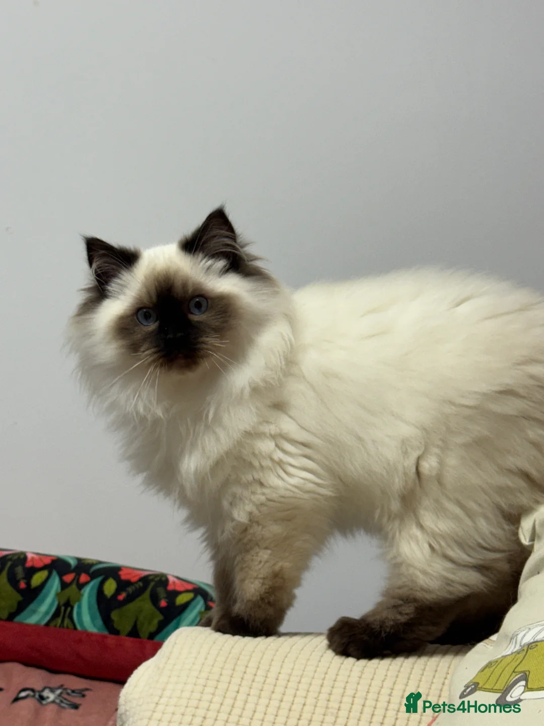 Ragdoll cats for sale: Champion Sired Ragdoll Kittens  - Advert 13