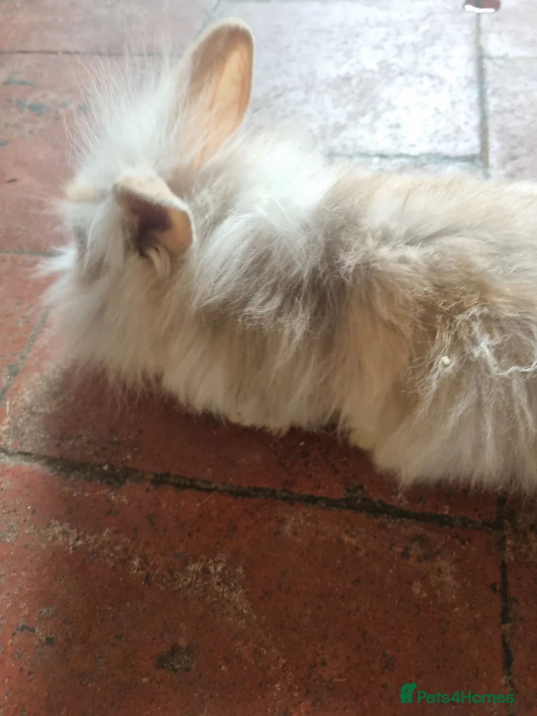 Lionhead rabbits for sale: Mini lionhead rabbits  - Advert 5