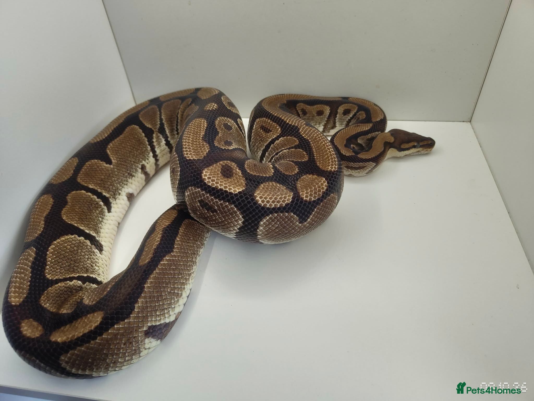 Python Snake reptiles Royal Python female het clown - Advert 13