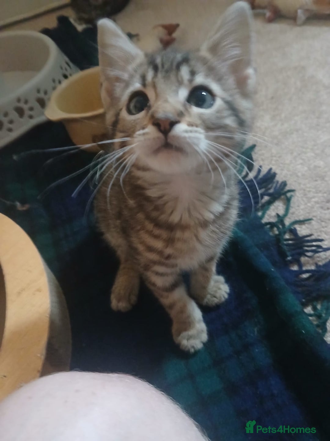 Munchkin cats for sale: Beautiful markings lush coat tabby tuxedo  - Image 21