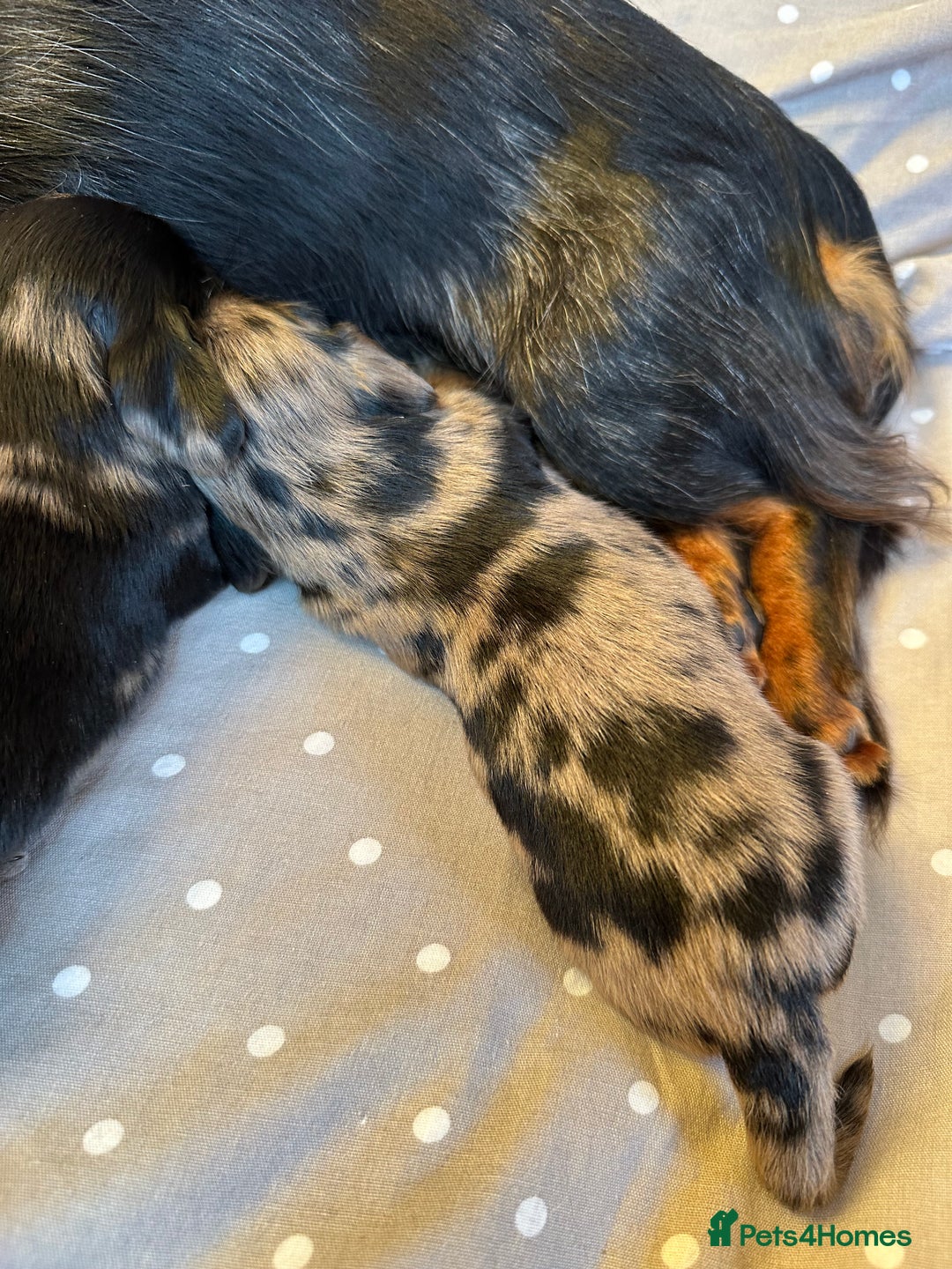 Miniature Dachshund dogs for sale: Long Haired Miniature Dachshund puppies - Image 5