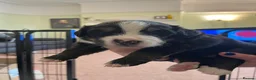 Bernese Mountain Dog dogs for sale: Stunning purebred Bernese Mountain Puppies in Wallington - Advert 4