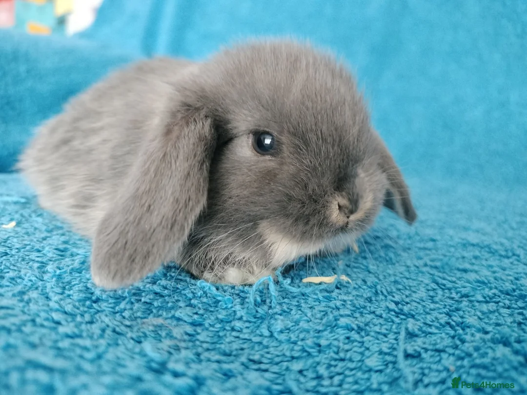 Mini Lop rabbits for sale: Baby mini lop rabbits for sale  - Advert 8